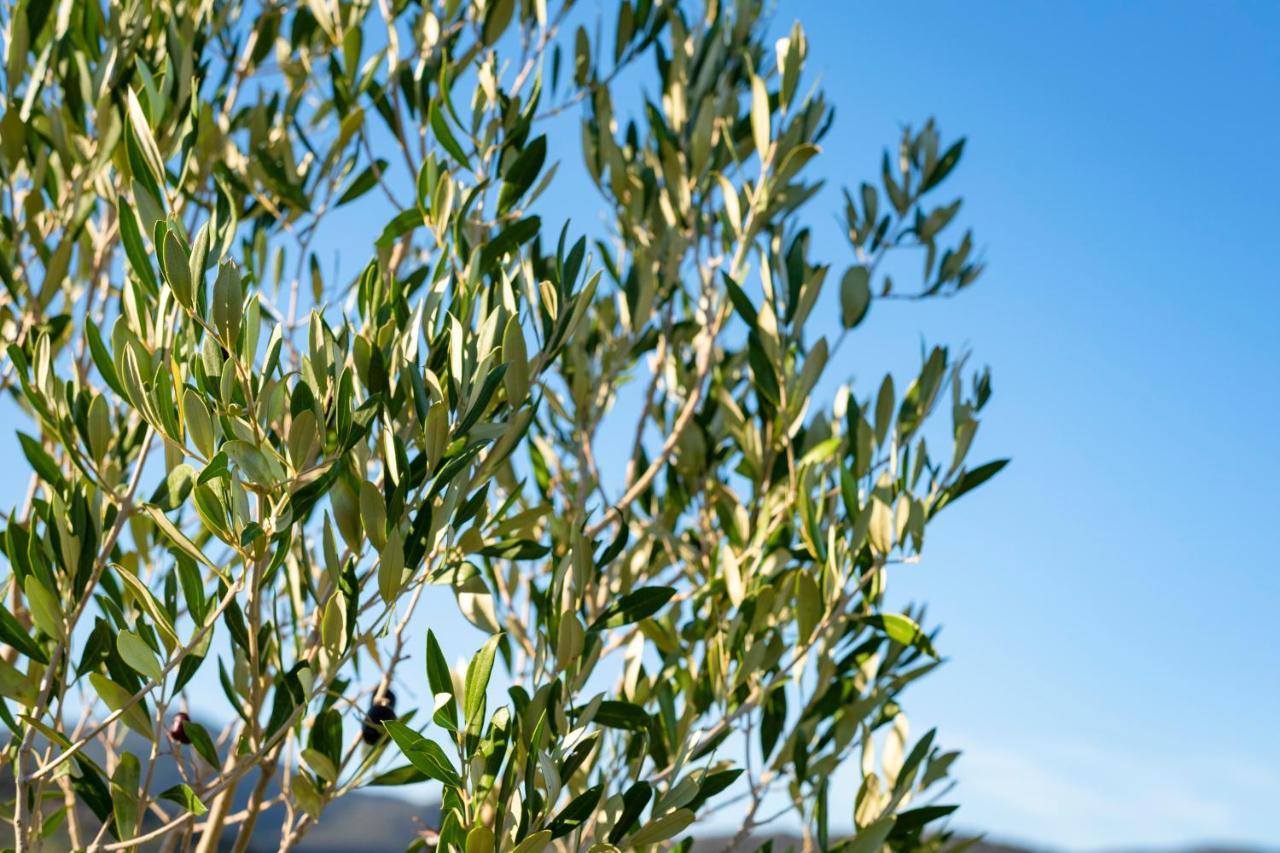 Agriturismo Terre Di Castiglione Castiglione della Pescaia Exteriér fotografie