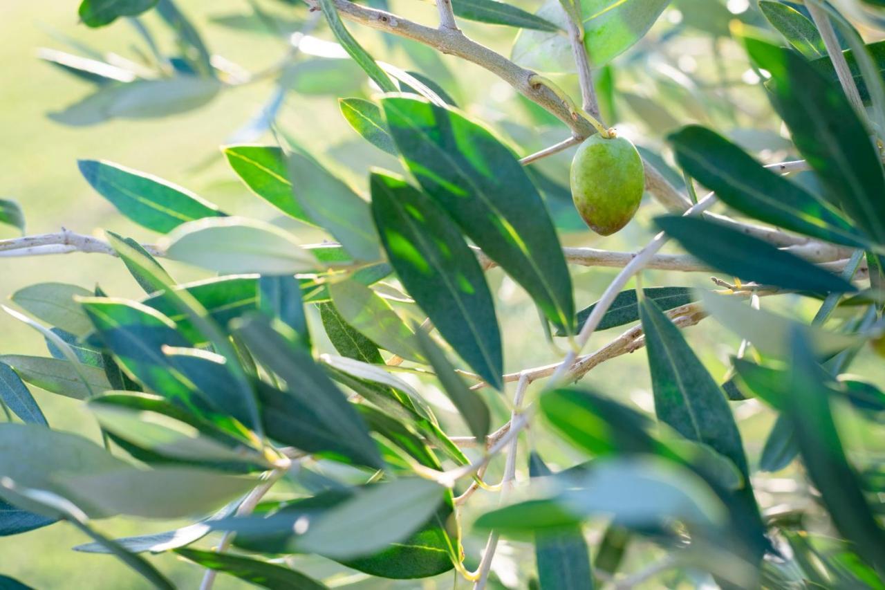 Agriturismo Terre Di Castiglione Castiglione della Pescaia Exteriér fotografie